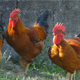 Free Run Chickens - VideoHive Item for Sale