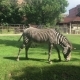 African Zebra Moscow Zoo, Russia. - VideoHive Item for Sale