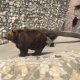 Brown Bear In Zoo Park - VideoHive Item for Sale
