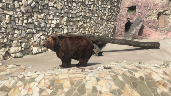 Brown Bear In Zoo Park