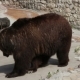 Brown Bear In Zoo Park - VideoHive Item for Sale