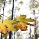 Sun Shining Through Fall Leaves Blowing In Breeze - VideoHive Item for Sale