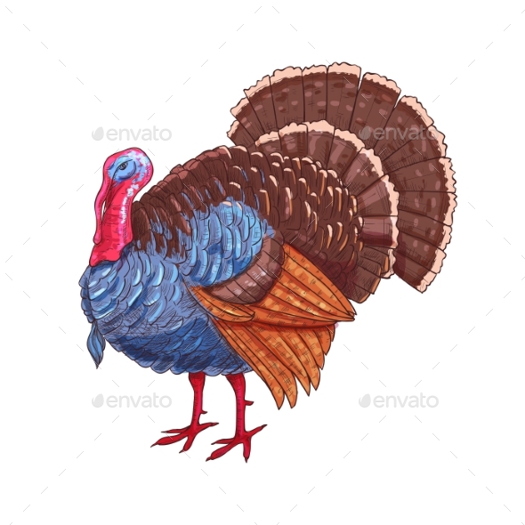 Thanksgiving Isolated Turkey Vector Color Sketch