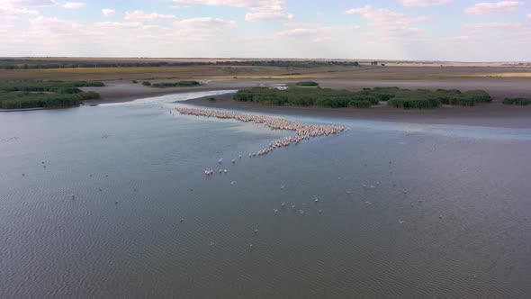 Pelican Colony at Besalma Lake in Moldova