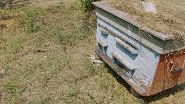 Bees At Hives On Meadow . New Harvest