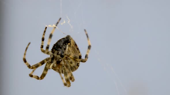 Macro shot of toxic spider hanging on spiderweb net during daytime.Ugly creature.