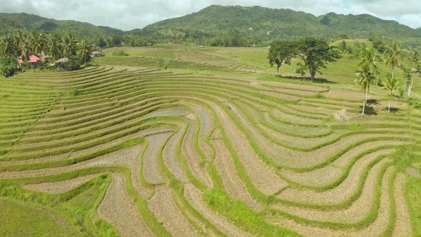Rice Fields In The Philippines