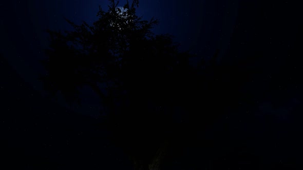 Moon Behind Ancient Gnarled Tree Branches. Time Lapse alt
