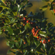 Mistletoe Tree - VideoHive Item for Sale