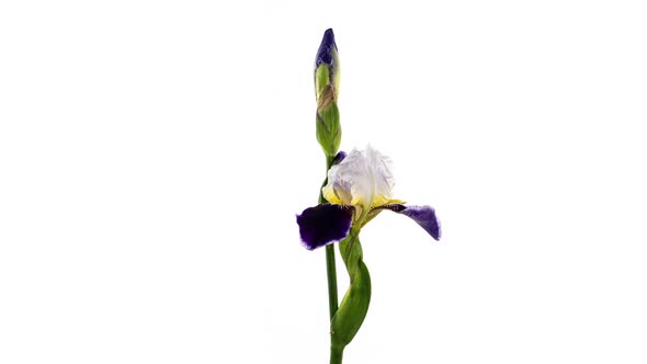 Timelapse of Growing Blue Iris Flower