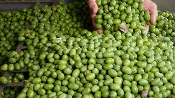 Green Olive For Olive Oil Production