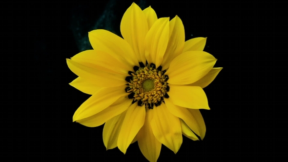 Yellow Flower Blooms