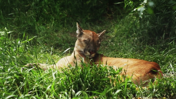 Puma Sleeping In The Green Grass