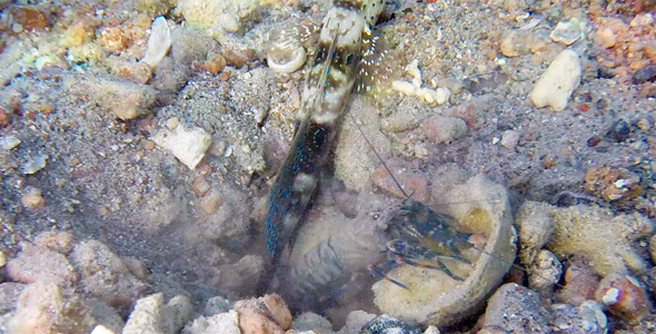 Underwater Colorful Goby Fish with Shrimp