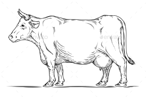 Retro Illustration of a Cow