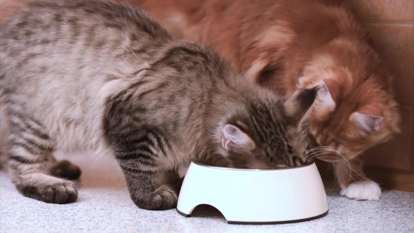 Maine Coon Cat Eating