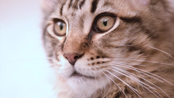 Maine Coon Cat Looking