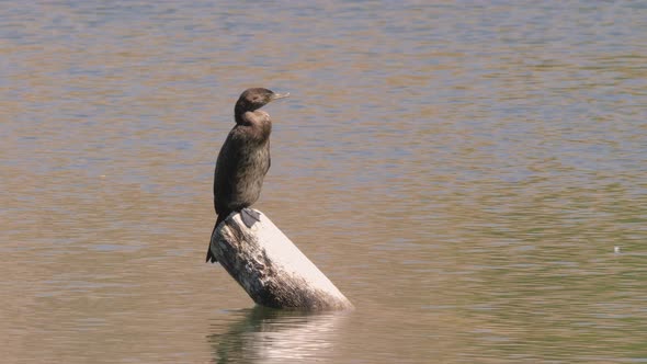 Cormorant Perched on Log in Lake