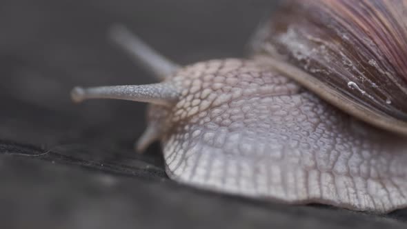 snail moves its horns
