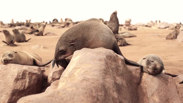 Sleeping and grooming cape fur seals, Cape Cross, Namibia