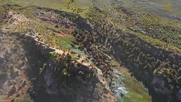 Aerial drone backward moving shot of a group of llamas and lambs going towards green grazing field a