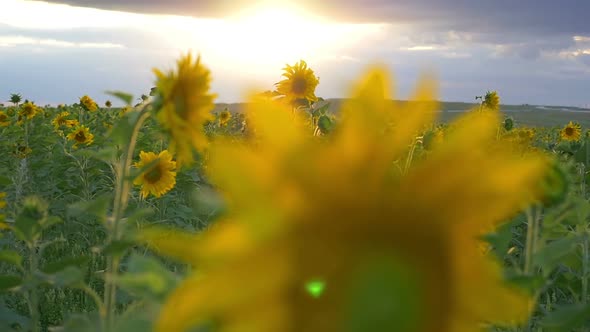 Field Of Sunflowers 2