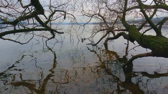 Tree trunks reflecting in lake waters. Dolly in