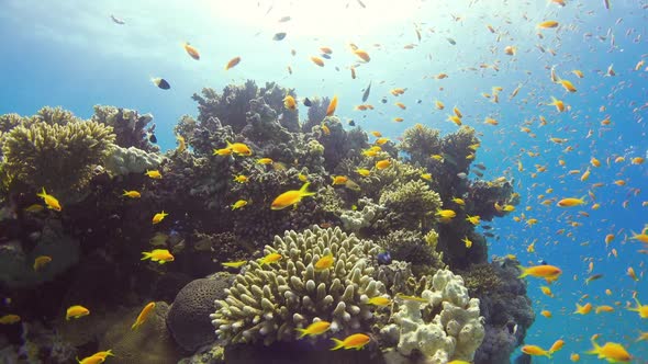 Tropical Fish on Vibrant Coral Reef