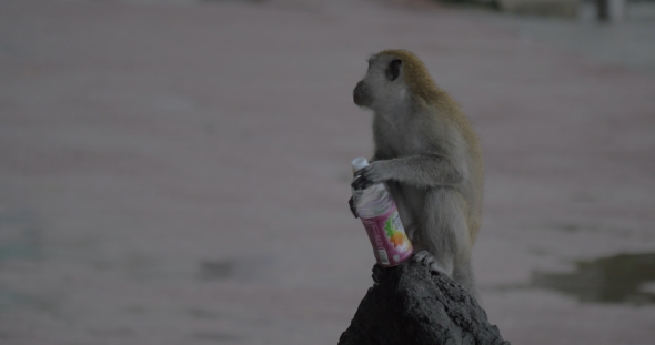 In Batu Caves On Stone Sits a Monkey And Drinking From a Plastic Bottle