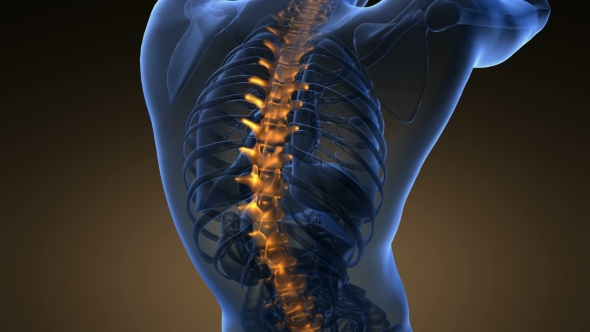 Backache In Back Bones