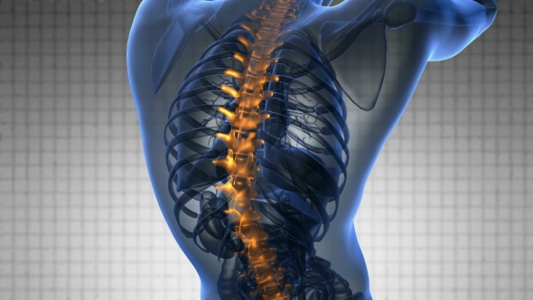 Backache In Back Bones alt