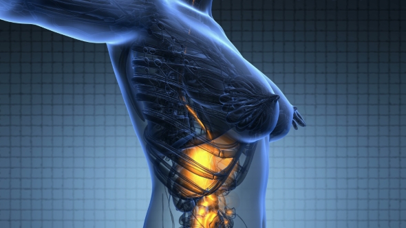 Human Body With Visible Digestive System alt