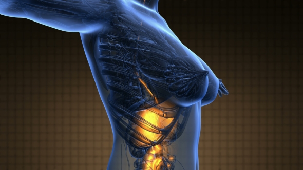 Human Body With Visible Digestive System alt