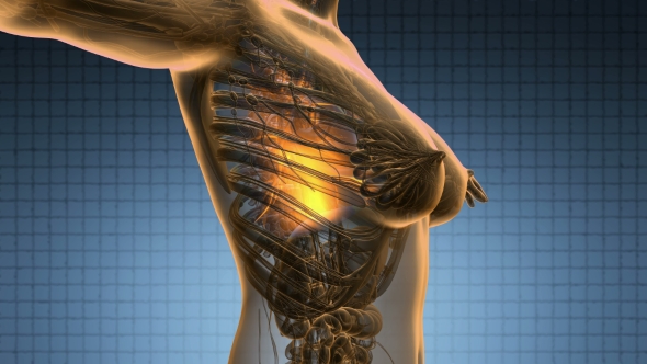 Human Body With Visible Lungs alt