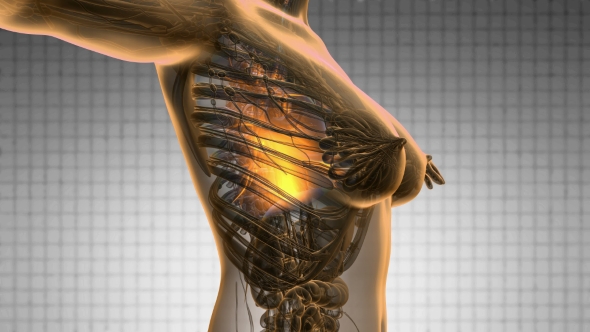 Human Body With Visible Lungs alt