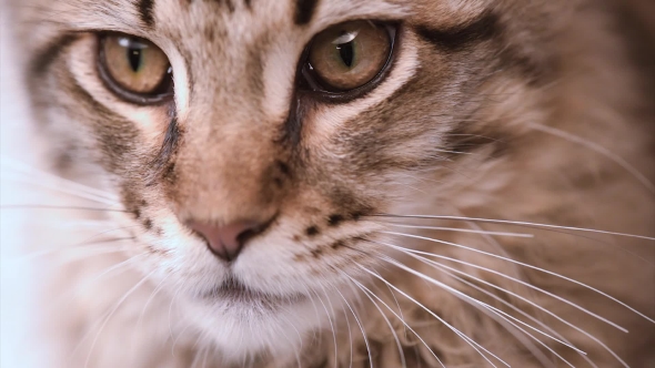 Maine Coon Cat Looking