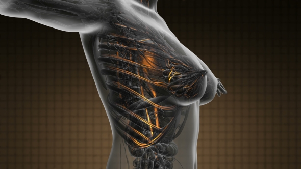 Human Body With Glow Blood Vessels alt