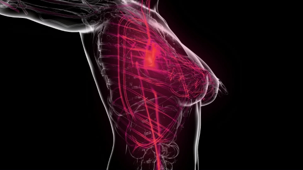 Human Body With Glow Blood Vessels alt