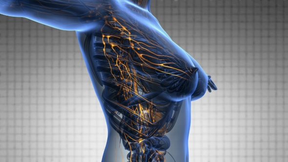 Anatomy Of Woman Limphatic System alt