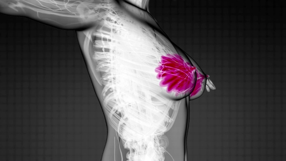 Human Body With Visible Glow Mammary Gland alt