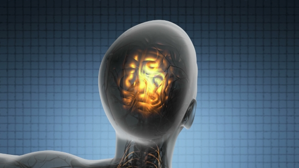 Anatomy Of Human Brain alt