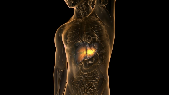 Anatomy Scan Of Human Liver alt