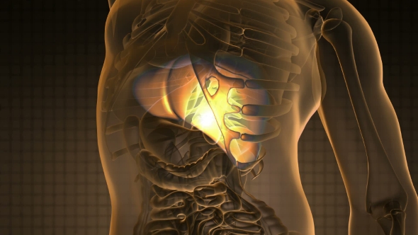 Anatomy Scan Of Human Liver alt