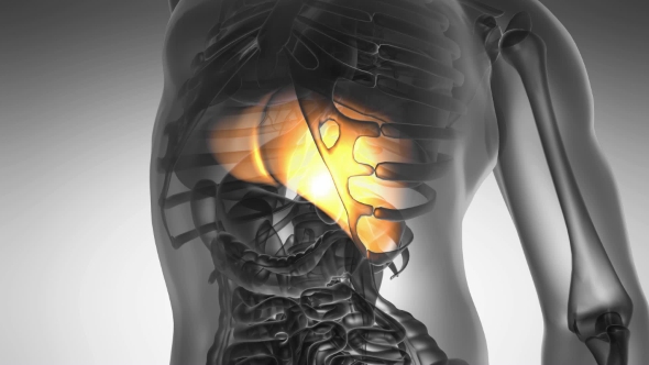 Anatomy Scan Of Human Liver