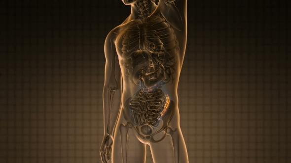 Anatomy Scan Of Human Colon
