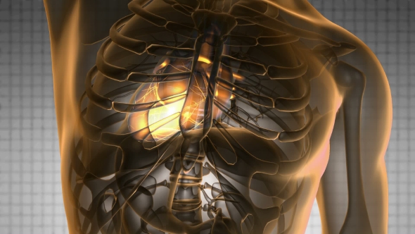 Anatomy Scan Of Human Heart alt