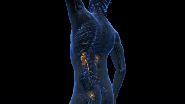 Anatomy Scan Of Human Kidneys