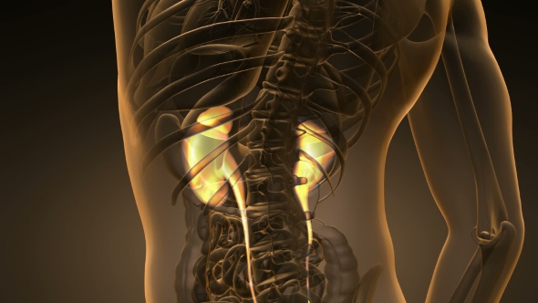 Anatomy Scan Of Human Kidneys alt