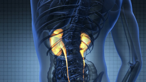 Anatomy Scan Of Human Kidneys