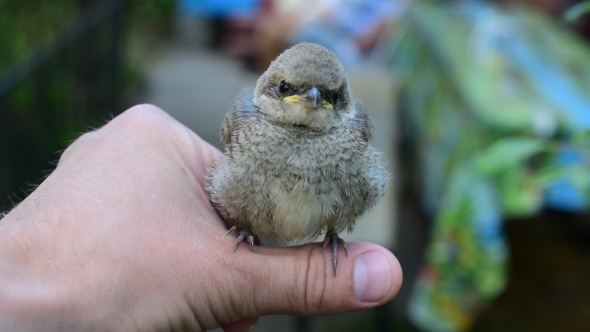 Cute Whitethroat Fledgeling Perching On Human Hand Outdoors